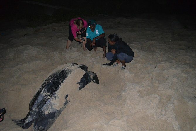 Matura Beach Turtle-Watching Experience - Final Thoughts