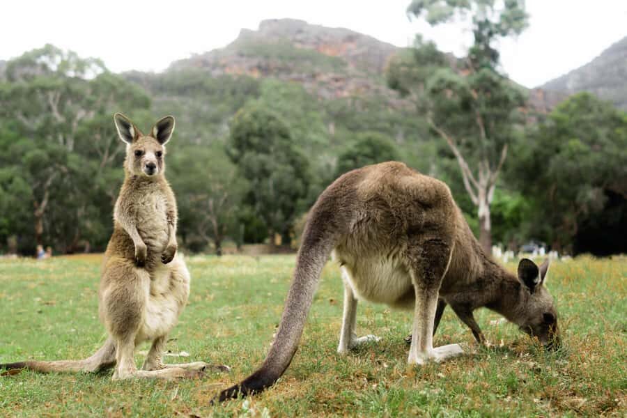 Melbourne to Adelaide: 2-Day Great Ocean Road Grampians Tour - What Makes This Tour Stand Out?
