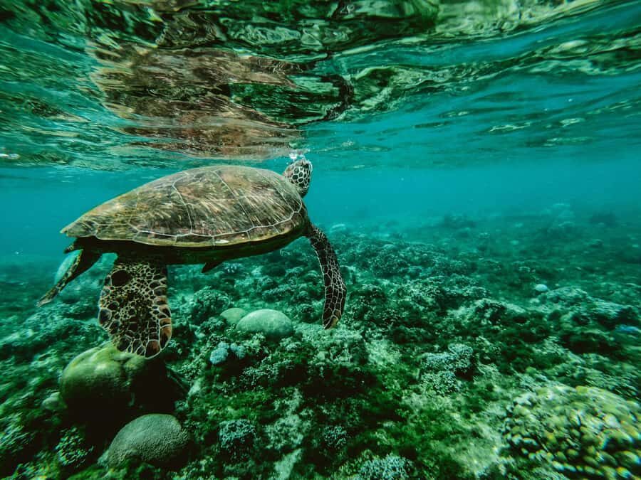 Mirissa Snorkeling Trip with Sea Turtles & Coral Reef - What to Expect: A Day in the Water