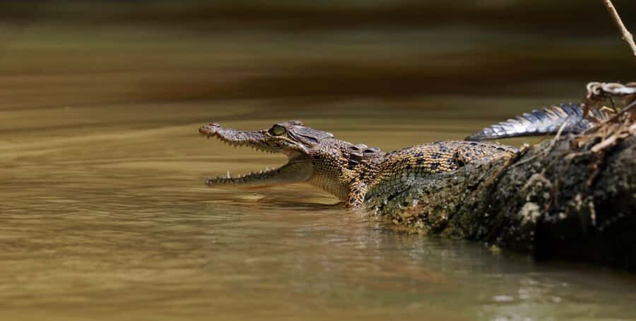 Mirissa/Weligama/Matara: Crocodile Watching & River Safari - Who Will Enjoy This Experience?