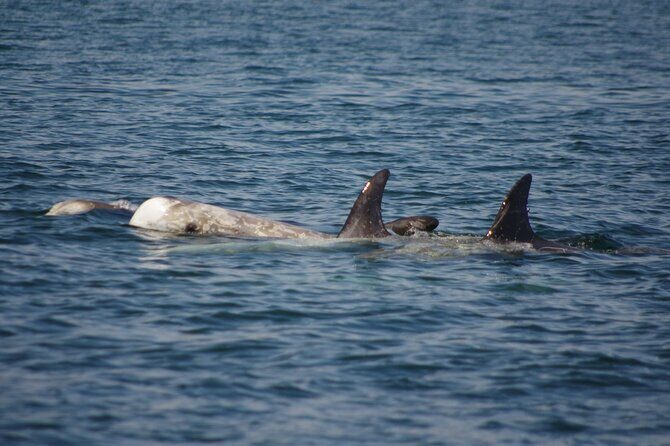 Monterey Private 3 - 4 Hour Whale Watching Cruise - FAQ