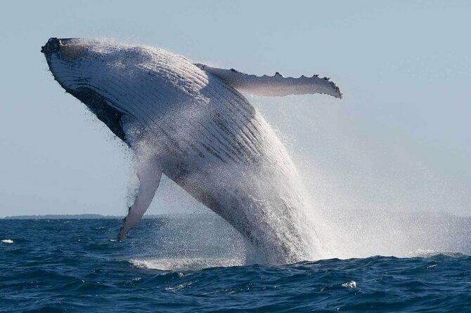 Mooloolaba Whale Watching  Small Group Tour - What You Can Expect from the Itinerary