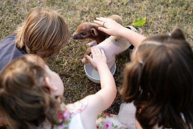 Morning Farm Experience near Gympie & Noosa - Meeting and Interacting with Animals