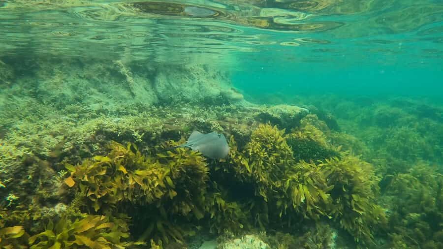 Mornington Peninsula: SUP & Snorkel Safari Tour incl Brunch - The Practicalities: What to Know Before You Go