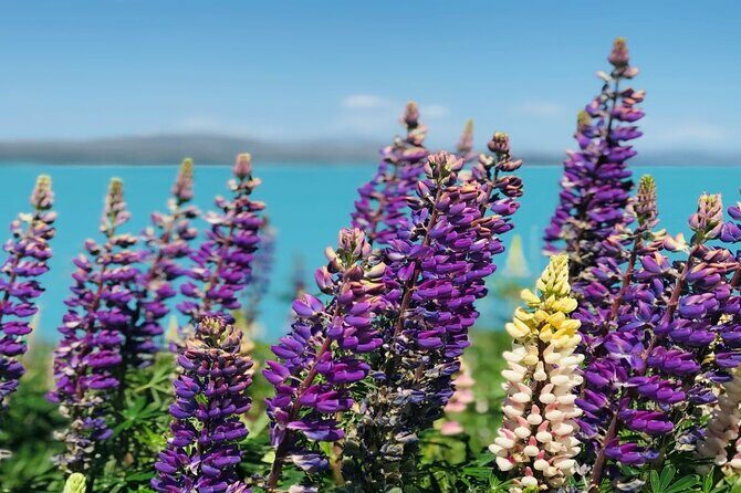 Mt Cook to Christchurch One-Way Small Group Tour via Lake Tekapo - The Practicalities