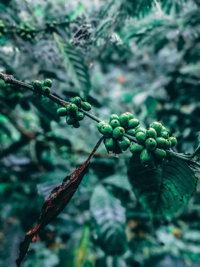 Munduk: Regenerative Roots Permaculture Farm Tour - The Guided Tour: A Walk into Balinese Agroecology