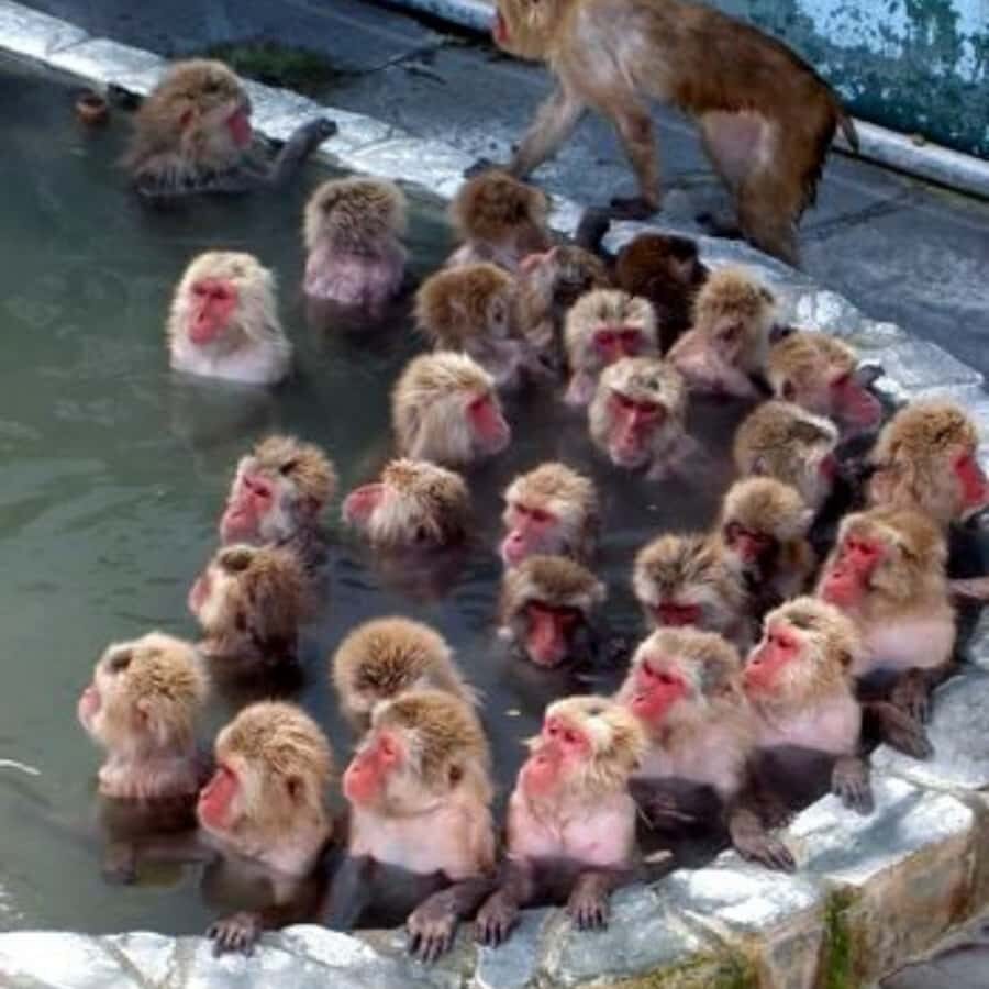 Nagano & Tokyo: Snow Monkey Park Private Tour Customizable - Details That Matter: Transportation, Timing, and Value