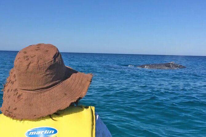 Noosa: Epic Whale Watching On Ocean Kayaks & Beach 4X4 Tour - Kayaking & Wildlife Viewing