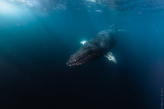 Ocean Safari in San Jose del Cabo - Who Will Love This Tour?