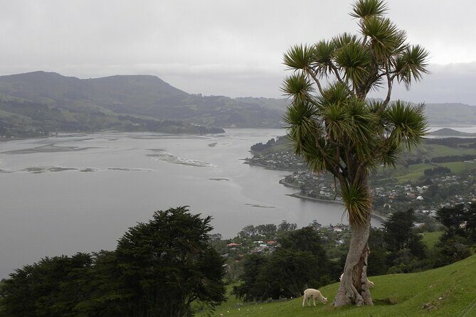 Otago Peninsula Tour and Larnach Castle City Sights (min 4 ) - What to Expect from This Otago Peninsula and City Sights Tour