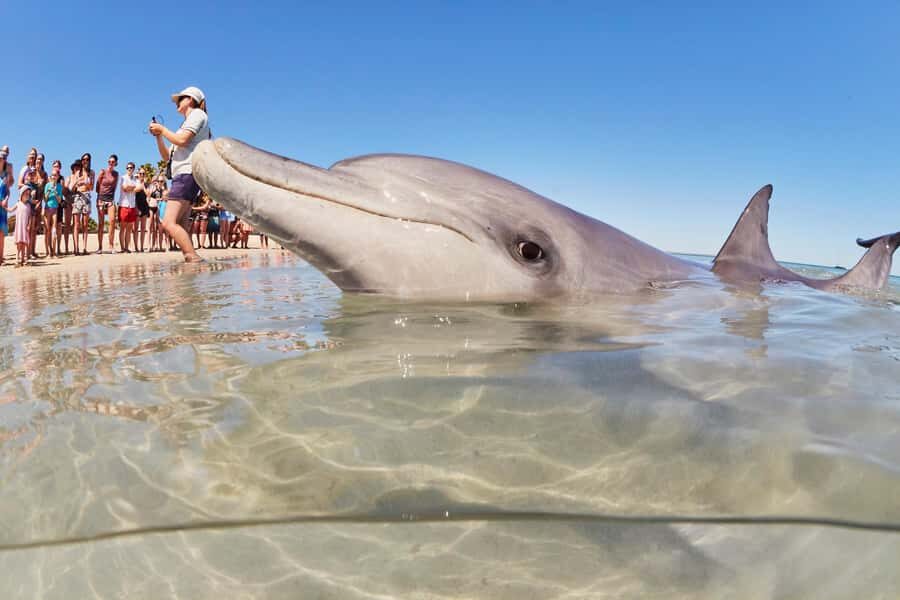 Perth: 4-Day Monkey Mia Pink Lake Coastal Loop Comfort Tour - Who Should Book This Tour?