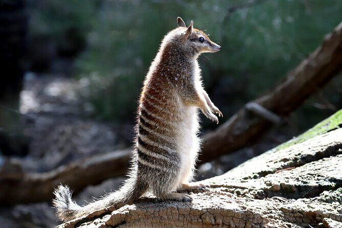 Perth Wildlife Tour Under the Stars with Dinner - Dinner in the Bush: Flavors and Atmosphere