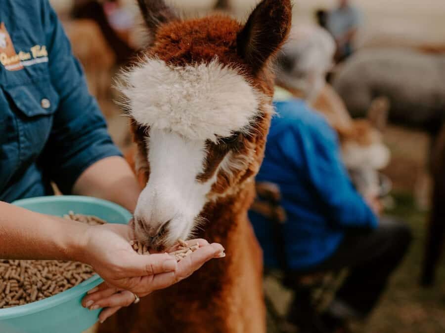 Peterborough: Alpaca Meet and Greet Experience - Practical Details and Tips for Visitors