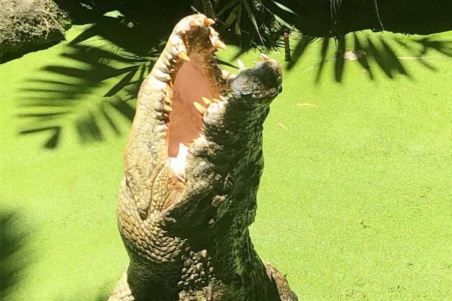 Port Douglas: Wildlife Habitat Croc Feed Experience & Entry - Practical Considerations: Pricing, Timing, and Group Size