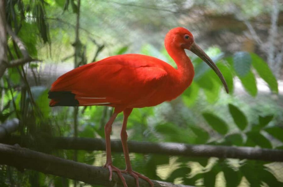 Port of Spain: Caroni Bird Sanctuary by Boat - The Boat Ride: Gliding Through Nature