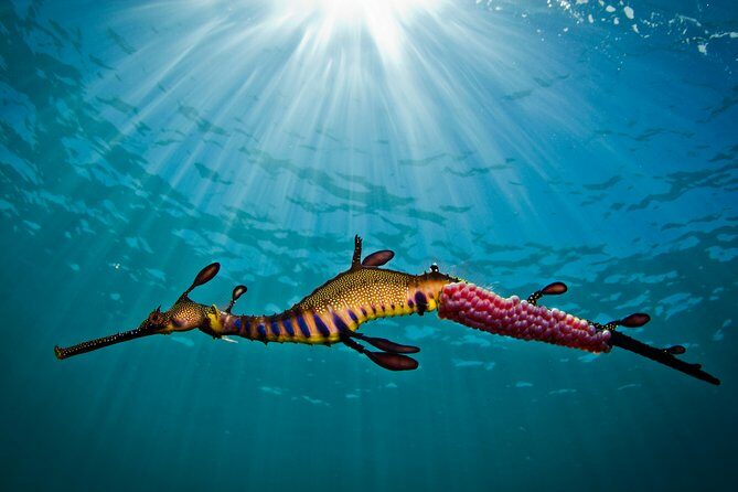 Port Phillip Bay Snorkeling with Sea Dragons - Itinerary Breakdown