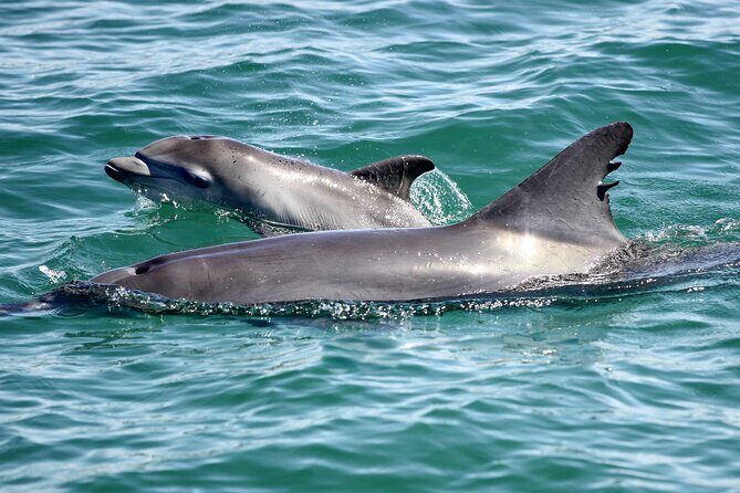 Port Stephens: Dolphin Watch Eco Adventure - Practical Details and Value