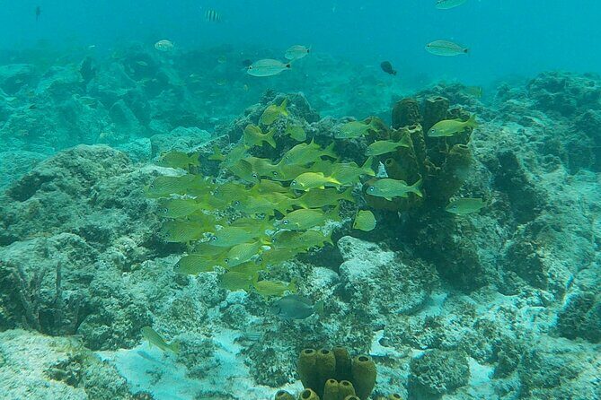 Private Custom Snorkeling and Cruising Experience in Aruba - Exploring Aruba from the Water: A Personal Tour Review