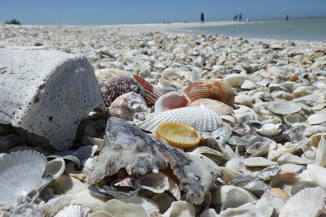 Private Dolphin, Shelling and Birding Tour - Final Thoughts: Is It For You?