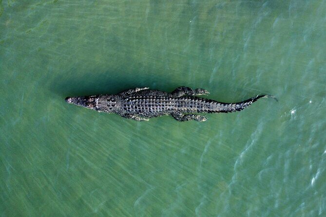 Private Luxury Cape Tribulation Adventure and Crocodile Cruise - The Practical Details and Value