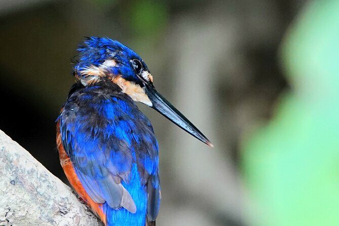 Private Luxury Daintree Dream Tour All Inclusive - Authentic Experiences and the Guide’s Role