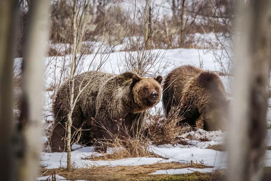 Private Sunrise Tour of Grand Teton National Park - Why choose the Private Sunrise Tour?