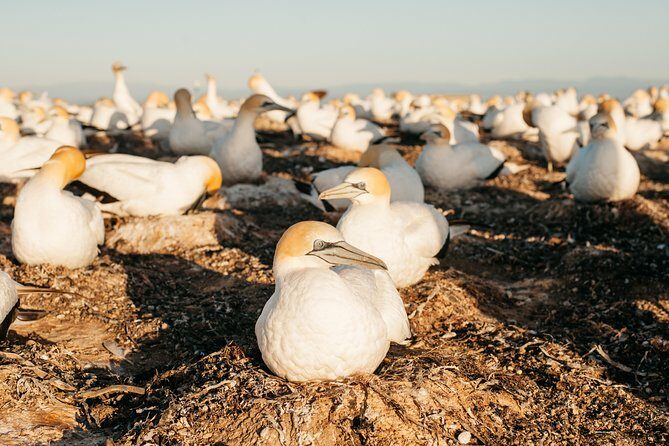 Private tour to Cape Kidnappers Gannet Colony - Final Thoughts: Why Choose This Tour?