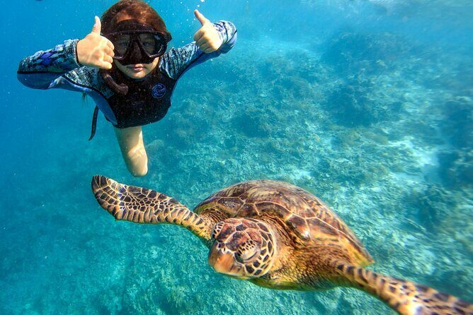 Private Turtle and Ray Tour Rarotonga - Practical Details and Considerations