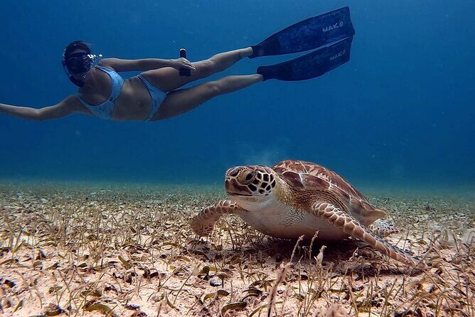 Private Turtle Spotting Snorkeling Excursion in Aruba - The Sum Up: Who Is This Tour Best For?