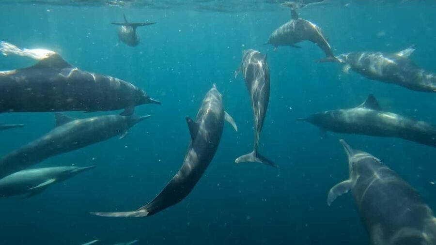 Puerto Escondido: The Best Adventure for Dolphin Watching - Setting Out from Puerto Angelito Beach