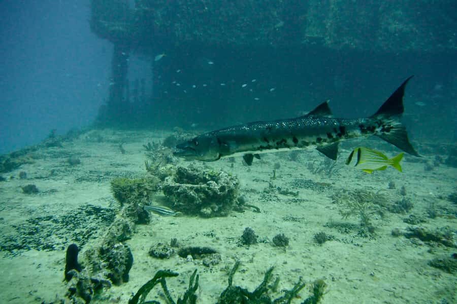 Puerto Morelos: Shipwreck and Reef Diving Tour - The Itinerary: What You Can Expect