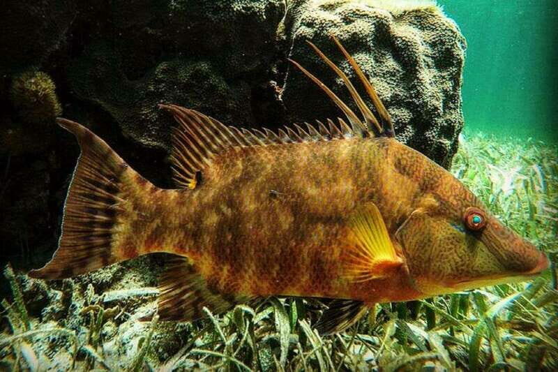 Puerto Morelos: Snorkeling Guided Activity - What Travelers Are Saying