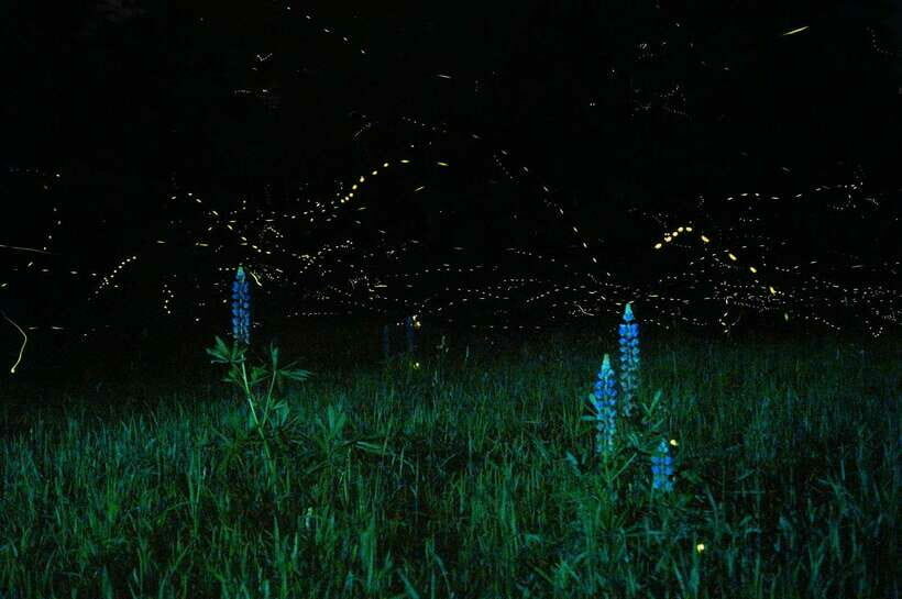 Puerto Princesa: Firefly Watching Bay Cruise with Dinner - FAQ