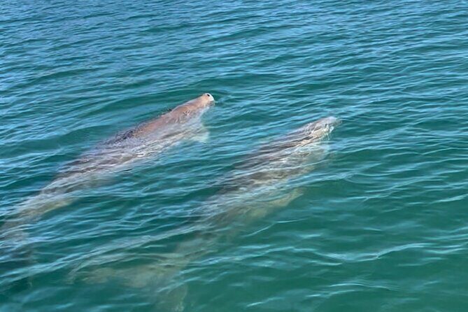 Raby Bay Wildlife Kayak Tour - FAQ About the Raby Bay Wildlife Kayak Tour