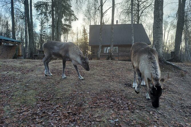 Reindeer Meet and Feed - Talkeetna - Who Will Enjoy This Tour?