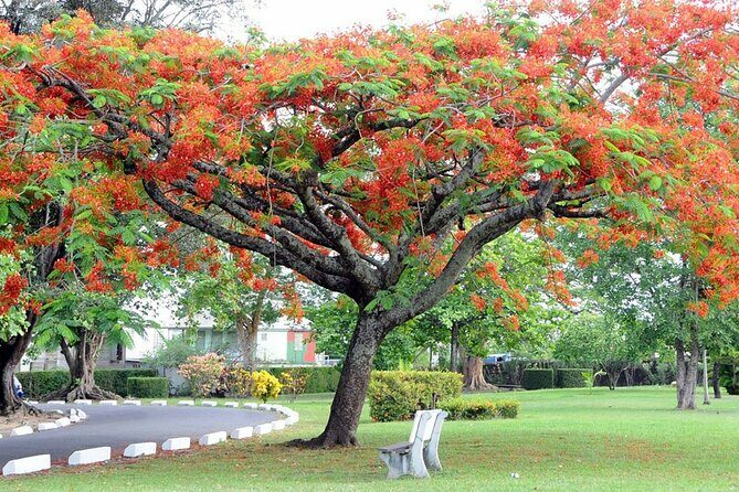 Roseau Dominica Safari Scenic: Rainforest, Falls & Karaoke - Authentic Experiences Highlighted by Travelers