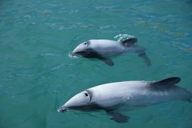Sailing and Wildlife Tour Akaroa Fox II Sailing - Why This Tour Offers Great Value