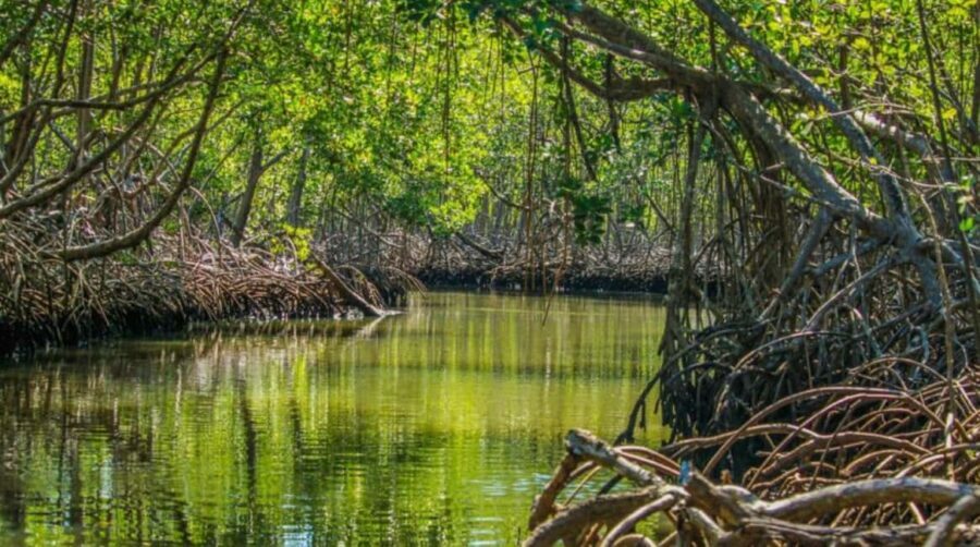 Samana: Los Haitises & Cano Hondo Overnight Tour - What to Expect: A Detailed Breakdown