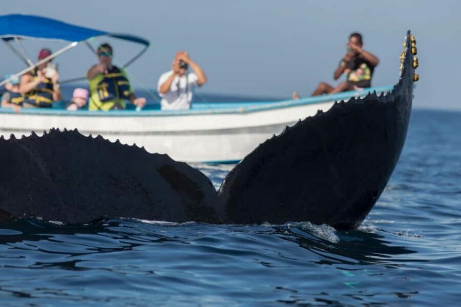 Samaná: Private Catamaran Whale Watching Tour with Drinks - Who This Tour Is Perfect For