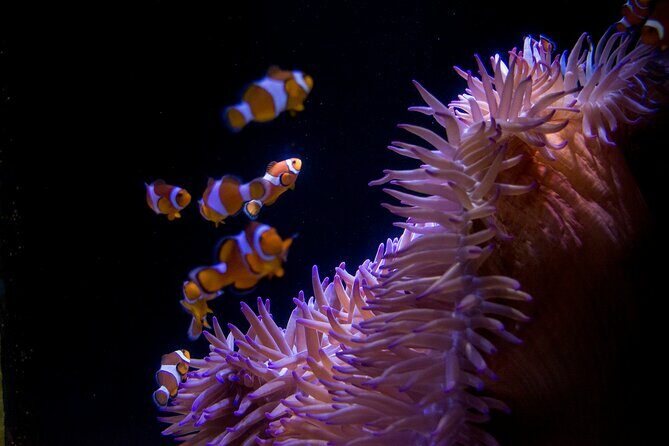 SEA LIFE Sunshine Coast Aquarium Entrance Ticket - Authentic Experiences and Visitor Insights