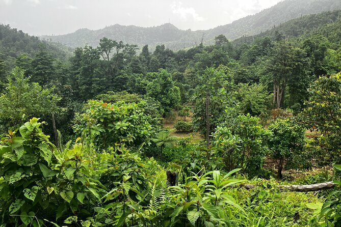 Secret Pool Hike Along the Kalinago Canoe Trail - Why the Experience Offers Good Value