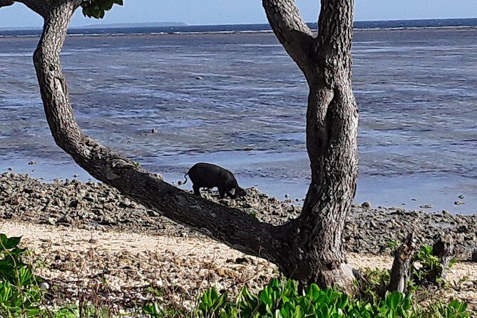 See Hear and Experience Full Island tour - The Guides and Authenticity