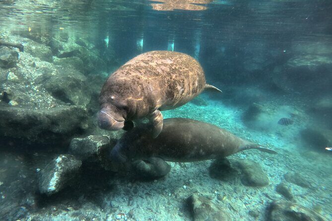 Semi Private Manatee Swim Tour - Final Thoughts on the Manatee Swim Tour