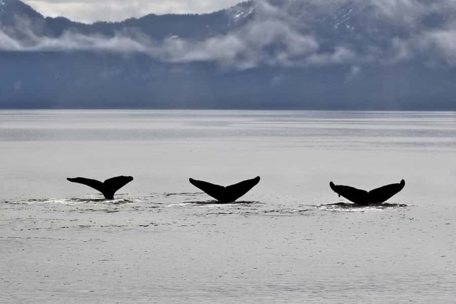 Seward: Resurrection Bay Half-Day Sightseeing Cruise - Final Thoughts: Is This Tour Worth It?