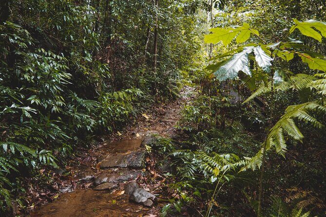 Sinharaja Rainforest Trek with Guide and Lunch - Summary