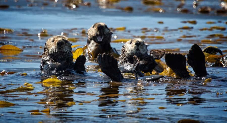 SITKA: PRIVATE WILDLIFE PHOTO-SAFARI & BEACHCOMBING CRUISE - What to Expect During the Cruise