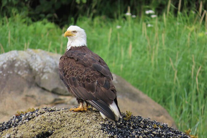 Sitka Whale Watch and Sea Otter Quest - Who Will Love This Tour?