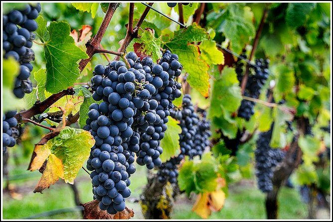 Small Group - Half-Day Hawke's Bay Winery Tour - The First Stop: A Boutique Family-Owned Winery