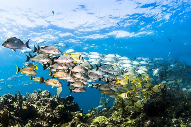 Small Group Snorkeling at Mangel Halto Aruba - The Group Size and Atmosphere
