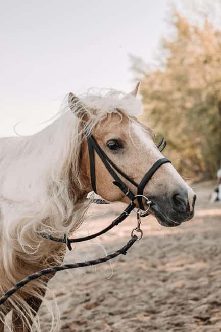 St Lucia: Private Sunset Beach Horse Ride + Pickup available - The Itinerary in Detail